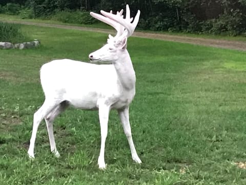 many albino deer are located near this property