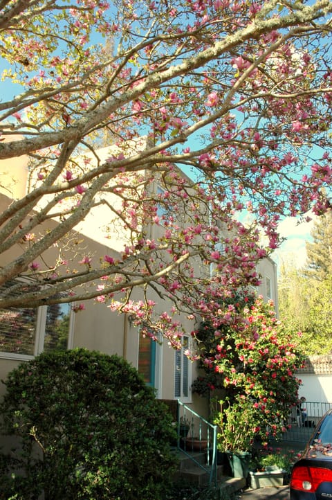 Gorgeous magnolia on the side of the home