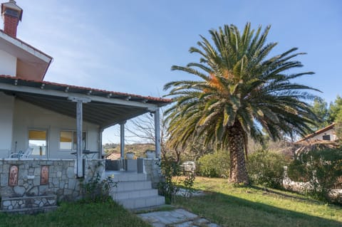 Large garden with splendid palm tree