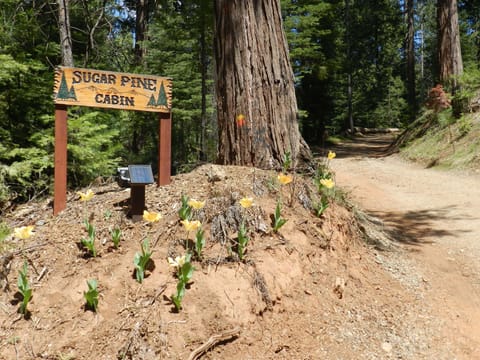 Welcome to Sugar Pine Cabin in beautiful Mariposa Pines. 