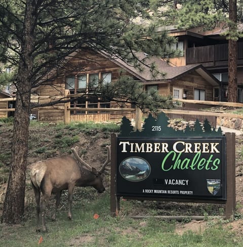 Elk visiting Timber Creek Chalets