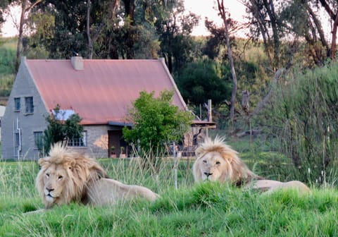 Lion House the backdrop to the majesty of Prince Shadow & Prince Chance. 