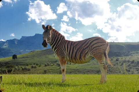 One of our resident zebra enjoying the view