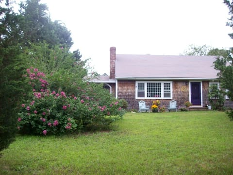 A rose of Sharon welcomes you!