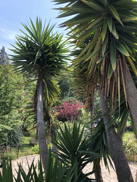 Little Gem’s view over tropical garden and Chine