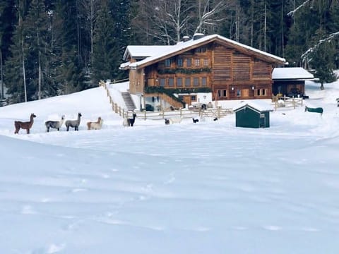 The beautiful snow-covered chalet surrounded by llamas.