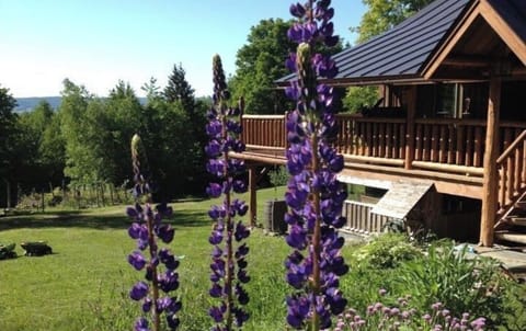 Summer view