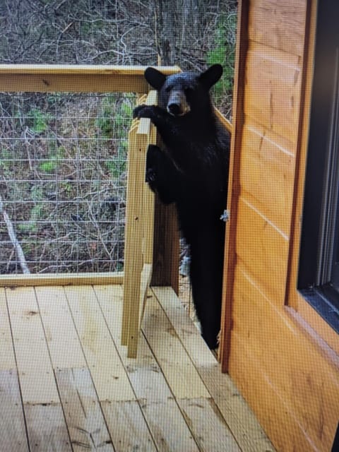 Blacky! comes every day