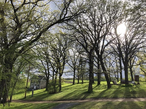 The oak tree filled yard.  There is a small guest house (not included). 