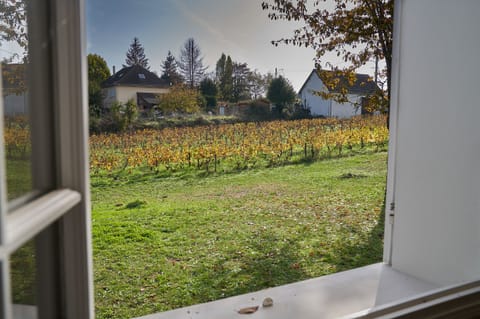 View of vines from dining room