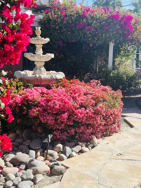 Bougainvillea thrives in the desert. She blooms Spring through Summer.