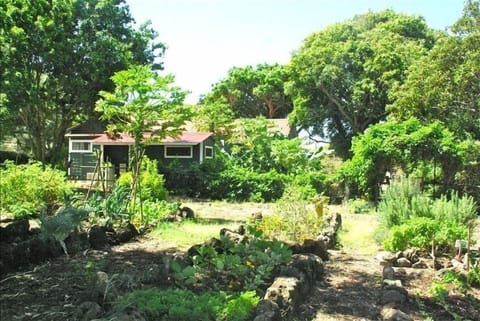 A nice herb garden to enjoy. 