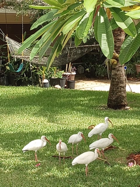 Hammock out front with White Ibis. Wild birds frequent the area.