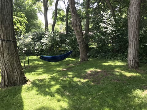 Hammock in back yard