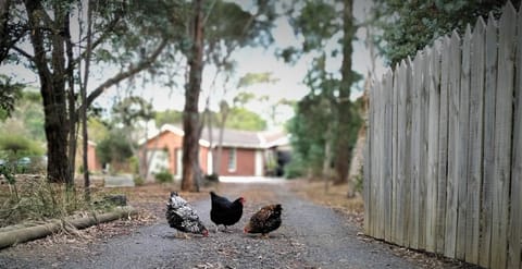 The welcoming committee at the South Gate, Onyx, Snowflake and Garnet.