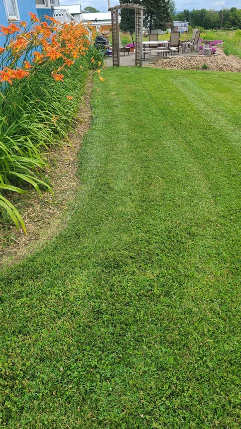 backyard during summer