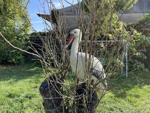 Plant, Tree, Grass, Wire Fencing, Terrestrial Plant, Shrub, Groundcover, Sky