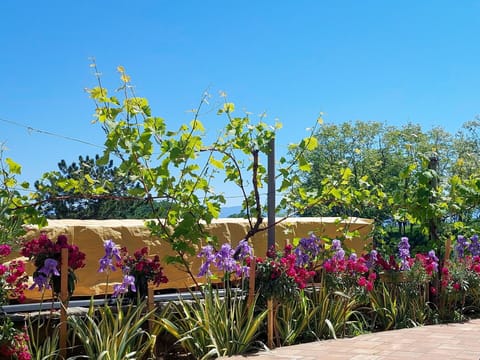 Flower, Yellow, Petal, Spring, Flowering Plant, Garden, Botanical Garden, Floristry