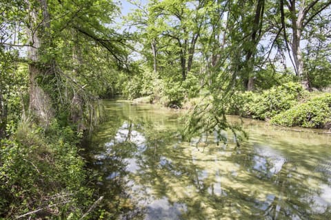 Wade into crystal-clear waters under the shade of majestic trees along this peaceful riverbank.
