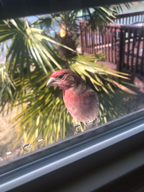 Birds occasionally visit- they can see themselves in the mirror tinted windows. 