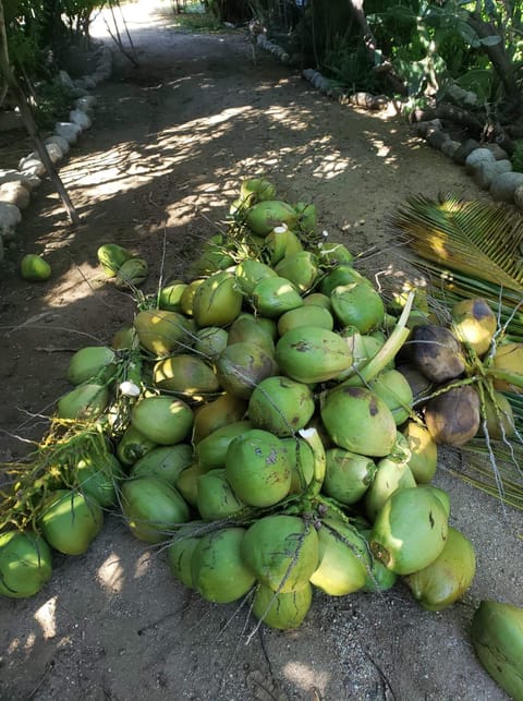 Coconut harvesting...