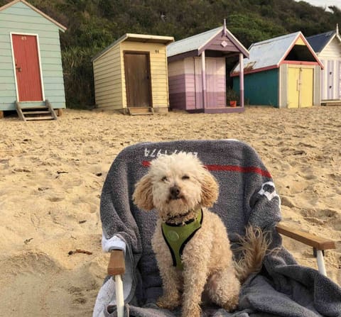 Dog friendly, Beach Front accommodation for all the family to enjoy. 