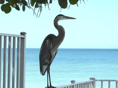 Enjoy beautiful tropical  birds 