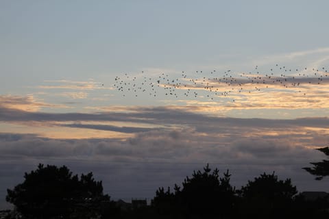 A spacious Holiday Cottage with garden, moments walk from Lands End. Cottage in England