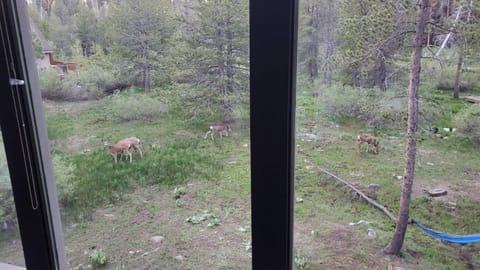 Deer family seen from the cabin in the mornings