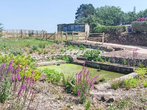 Shrub, Garden, Plant Community, Groundcover, Herbaceous Plant, Landscaping, Wildflower, Plantation, Botanical Garden