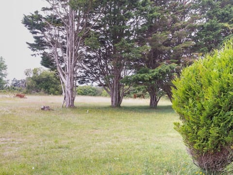 Plant, Plant Community, Tree, Natural Landscape, Land Lot, Sky, Grass, Evergreen, Trunk, Groundcover