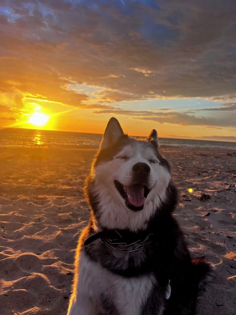 Enjoy taking your dogs to walk and watch the sunset.