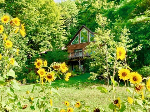 Sunflowers in summer frame 117 Beaver Meadow.