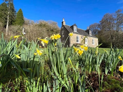 Daffodils are in abundance in spring 