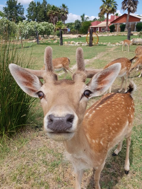 Manolo o nosso Bambi Alfa