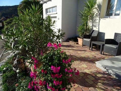 Garden. front garden