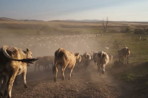 Spacious Ranch House Farm Stay in Idaho