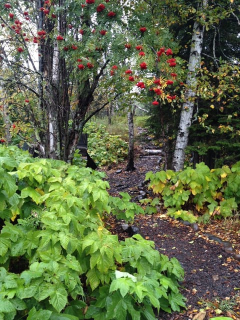 Path to the shore/fire pit