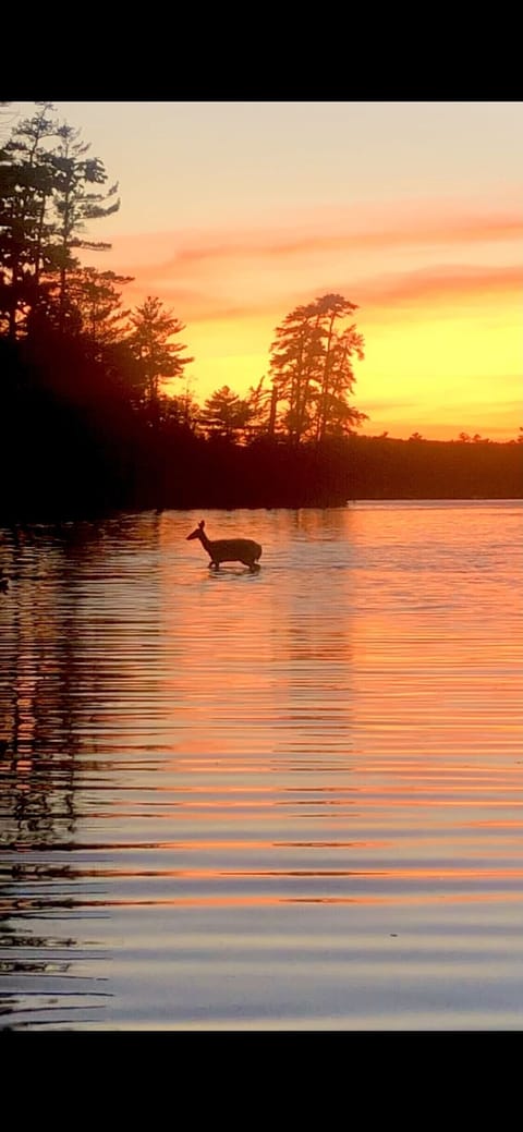 Deer crossing by the dock!