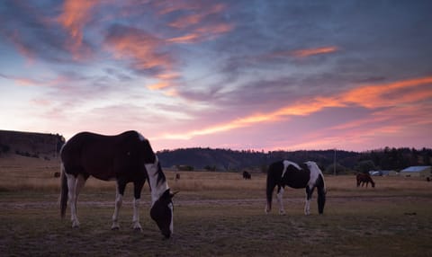 Horses graze freely around the ranch. 