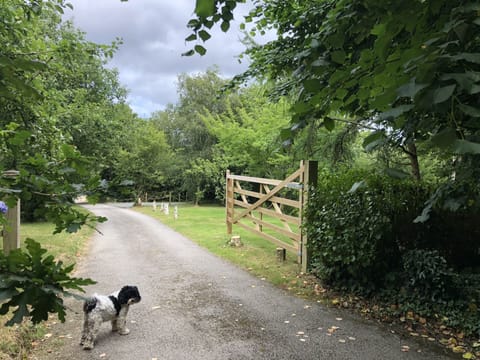 Private driveway and Ted the dog!