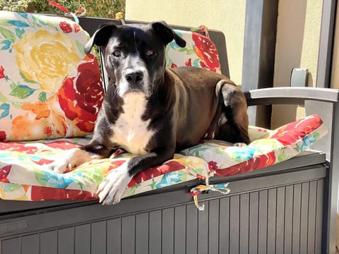 Guest Ripley, 2 yo. Photo by Studio Owner