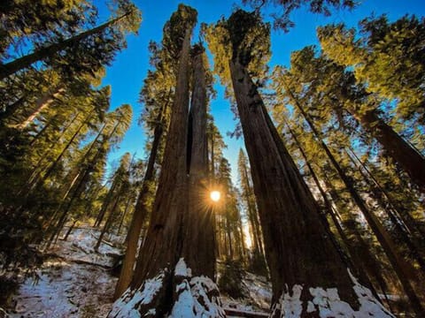 Big Trees State Park