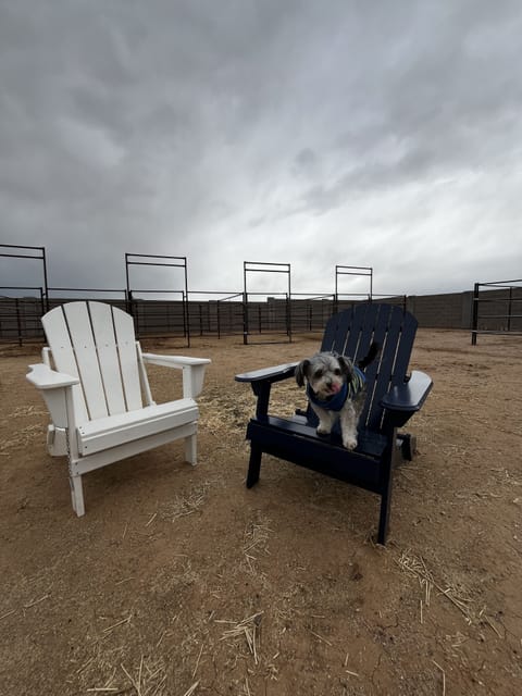 Pet Friendly 🐾🐾