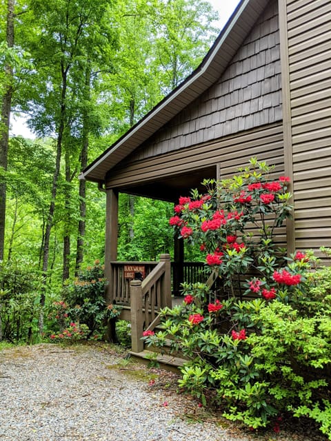 Lots of rhododendron and azaleas blooming in the spring
