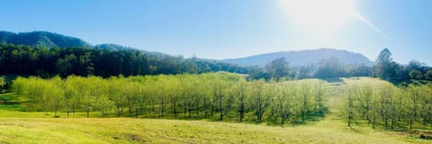 Bellbowra Pecan Orchard