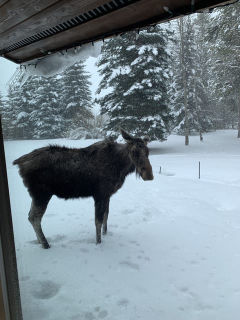A moose from the living room window