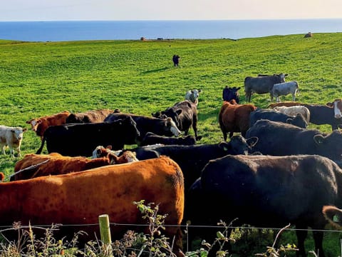 Surrounding area | Kirklauchline Cottage, Stoneykirk, near Portpatrick