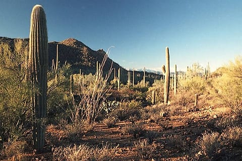 Sonoran Landscape