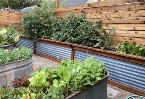 I enjoy homegrown veggies (who doesn't?). You're welcome to graze or harvest!